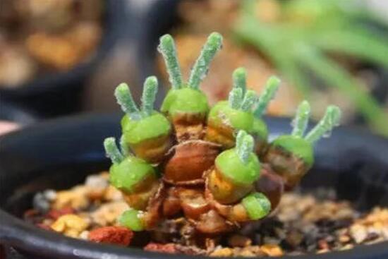 碧光環(huán)發(fā)芽后要澆水嗎，需要/只需要保持濕潤環(huán)境即可