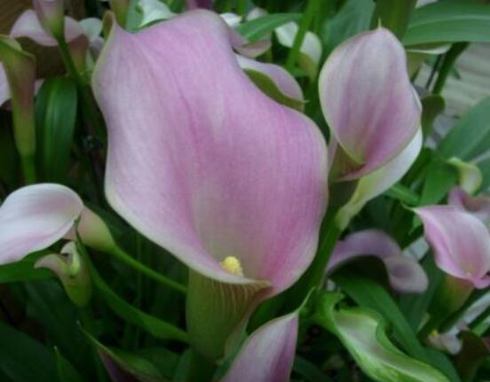 荷蘭馬蹄蓮的養(yǎng)殖方法，做好六個要點生長碧綠宜人