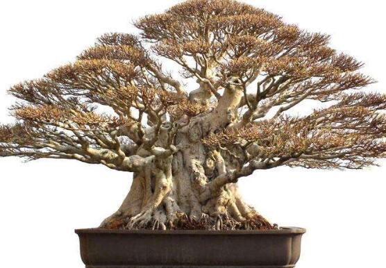 榕樹盆景怎么養(yǎng)，榕樹盆景養(yǎng)殖注意六大要素