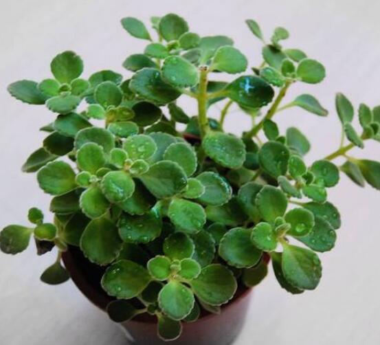 碰碰香的功效與作用，凈化空氣、消炎消腫，制作香精