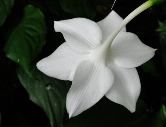 南美水仙的養(yǎng)殖方法，七大步驟幫你養(yǎng)的青翠欲滴