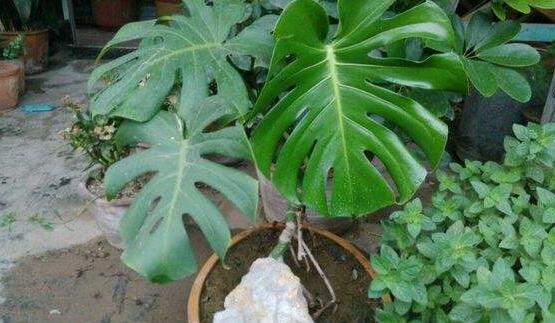 龜背竹爛根了怎么辦，龜背竹爛根解決辦法