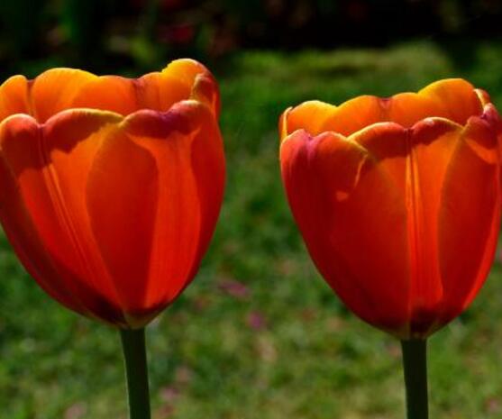 郁金香開(kāi)花時(shí)間，3-5月每天清晨七點(diǎn)開(kāi)花