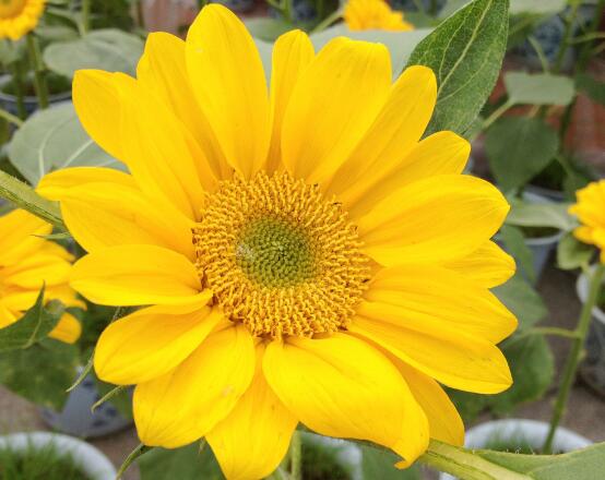 送向日葵祝福語，教你最合適五種送人祝福語