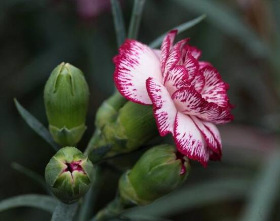 好看的康乃馨的圖片欣賞，祝母親永遠健康長壽、福如東海