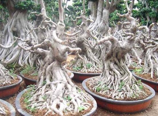 榕樹(shù)盆景病蟲(chóng)害防治方法，盤(pán)點(diǎn)最全面四種常見(jiàn)病蟲(chóng)害