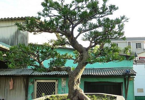 羅漢松怎么修剪，羅漢松修剪方法