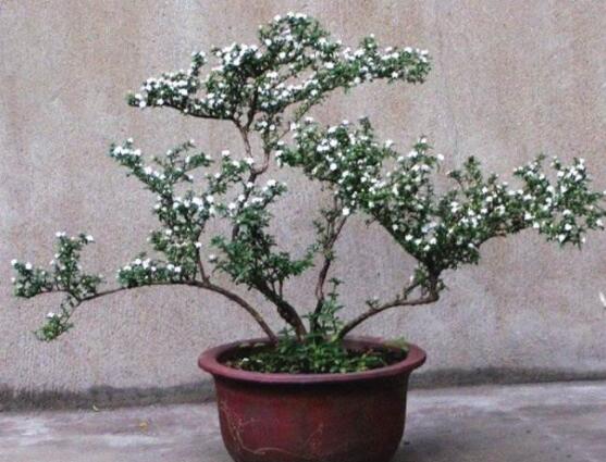 六月雪盆栽的寓意，寓意著守望愛情、不可缺的配角