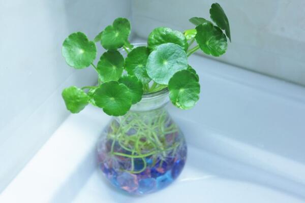 銅錢草可以放客廳嗎，可以/寓意家庭圓滿、招財(cái)進(jìn)寶