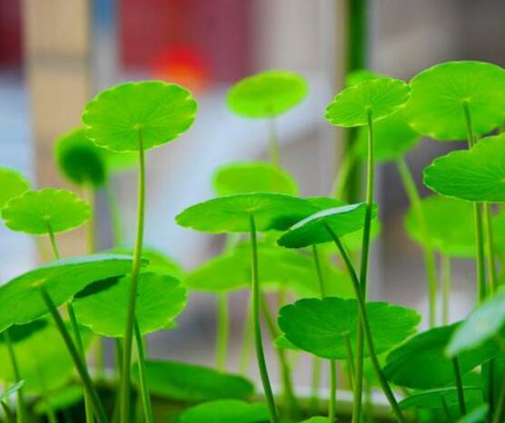 水培銅錢草葉子發(fā)黃怎么辦，四種原因以及解決方法