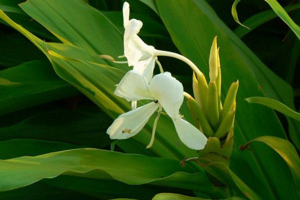姜花的花語是什么，將記憶永遠留在夏天