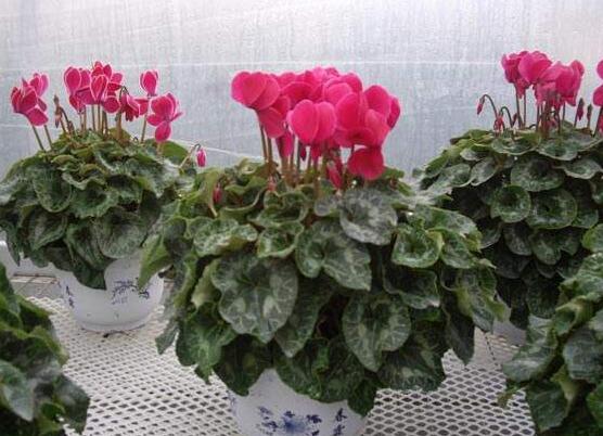 仙客來種子種植方法，以飽滿健康種子最佳/浸種催芽