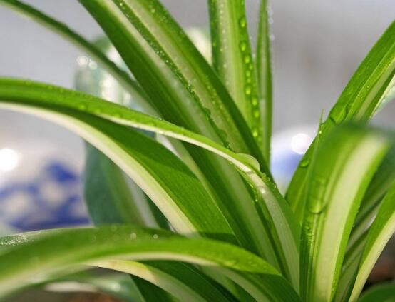 金心吊蘭的養(yǎng)殖方法及注意事項(xiàng)，9種方法幫你把金心吊蘭養(yǎng)爆盆