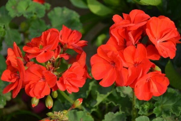 天竺葵葉子邊緣發(fā)黃，葉子發(fā)黃的正確處理方法