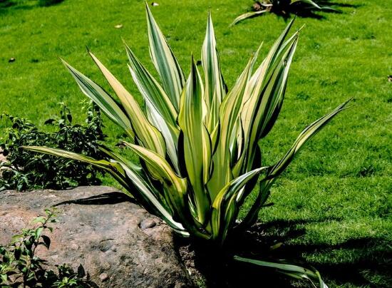 蘭花的種類有哪些，蘭花品種及圖片大全