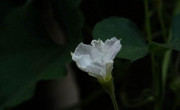 夕顏花是牽牛花嗎，不是/夕顏花是一種比較凄涼的花朵