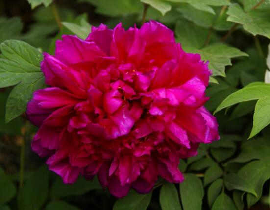 牡丹花功效與作用，盤(pán)點(diǎn)牡丹花七大功效與作用