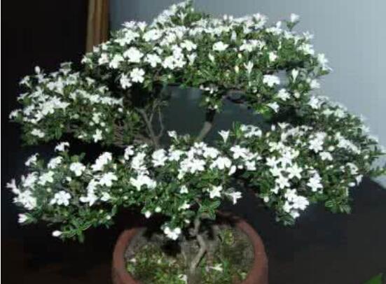 六月雪扦插注意事項，擇生長健康插惠、插進土壤深度適中