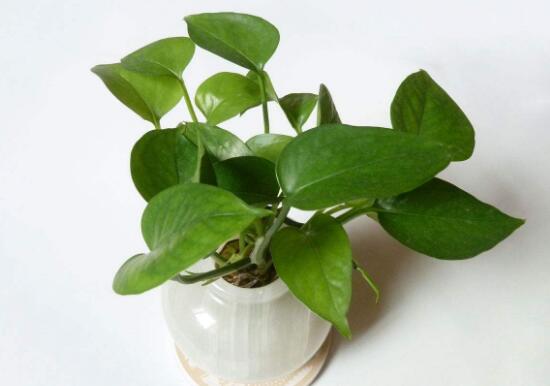 綠蘿需要什么肥料，綠蘿用什么肥料長得快