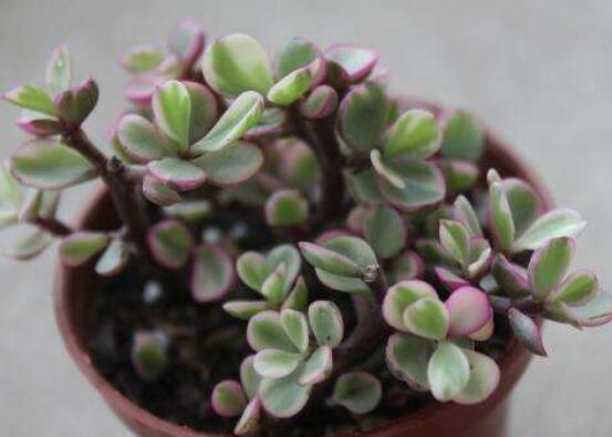 多肉植物雅樂(lè)之舞怎么養(yǎng)，注意五個(gè)要點(diǎn)一年四季常青
