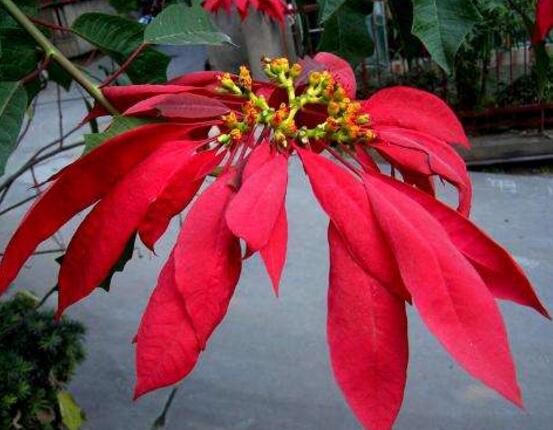 一品紅有毒嗎，一品紅可以放在室內(nèi)養(yǎng)嗎