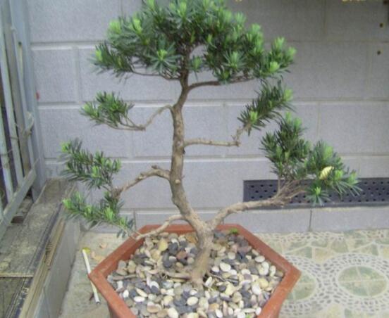 羅漢松盆景養(yǎng)護方法，老農(nóng)總結(jié)五大最實際有效方法
