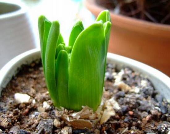 風(fēng)信子葉子發(fā)黃怎么辦，教你五種緊急處理方法