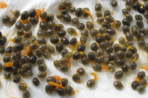 曇花種子怎么種，曇花種子的種植步驟詳解