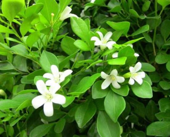 九里香多大開花，幼苗開花需3-4年/成株年年開花