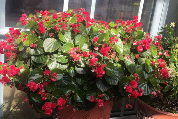 盆栽海棠花的養(yǎng)殖方法，生長過程中不可缺水