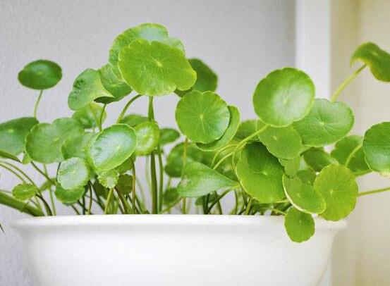 土培銅錢草怎么養(yǎng)，掌握八點因素就可以爆盆了（適合新手）