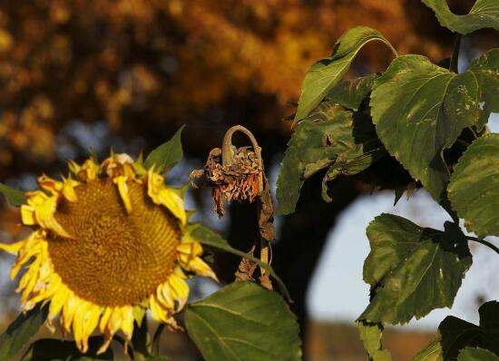 向日葵葉子枯萎是為什么，向日葵花蔫了怎么辦