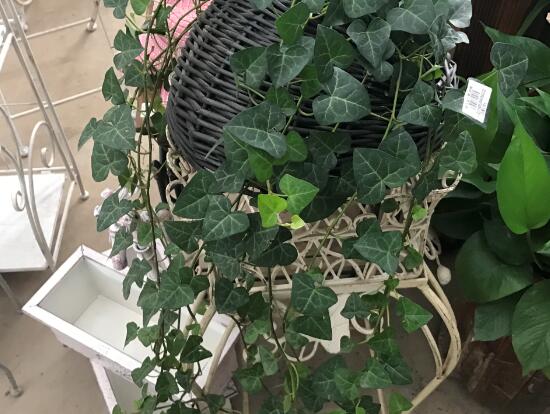 常春藤怎么養(yǎng)長得快，常春藤的養(yǎng)殖方法