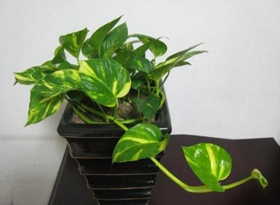 綠蘿爛根是什么原因，綠蘿爛根怎么辦