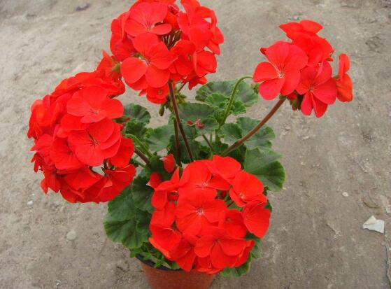 天竺葵怎么養(yǎng)，天竺葵養(yǎng)殖方法