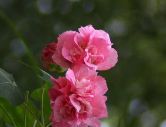 芙蓉花的花語和傳說，代表著脫俗持久、高潔之士、纖細之美