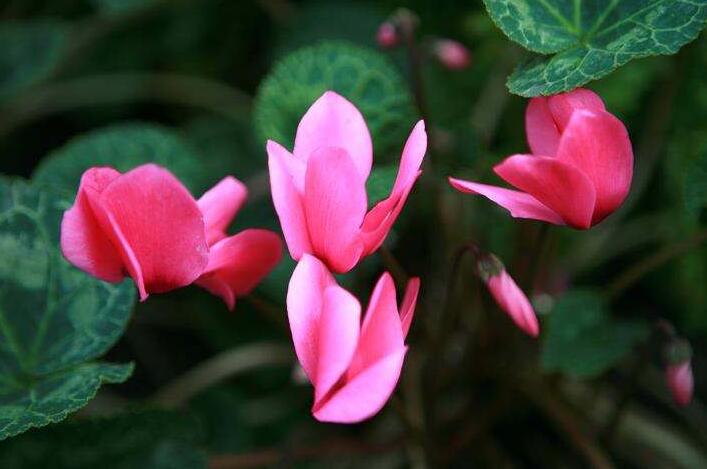 夏季仙客來葉子發(fā)黃，總結(jié)7種葉子發(fā)黃原因