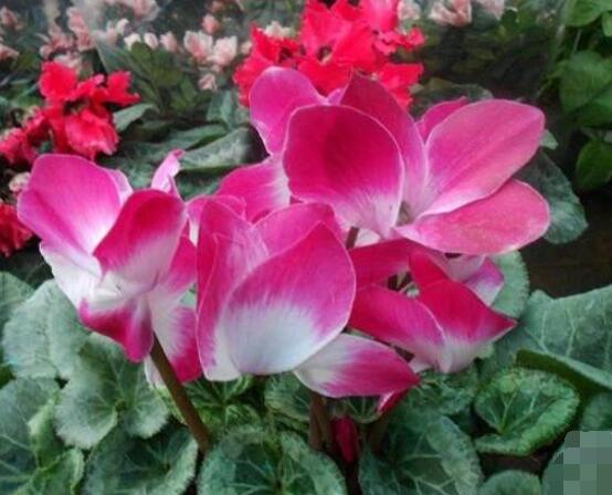 仙客來的葉子發(fā)黃怎么辦，教你四種原因以及解決辦法