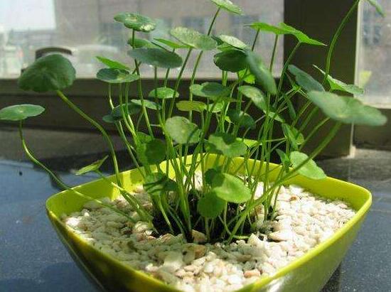 銅錢草的風(fēng)水作用是什么，銅錢草的功效與作用