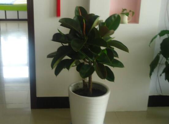 橡皮樹的葉插方法，擇基部下小嫩芽葉片/春秋季節(jié)扦插最佳