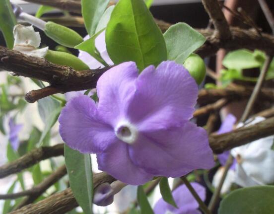 番茉莉怎么養(yǎng)，八大方法教你養(yǎng)得郁郁蔥蔥