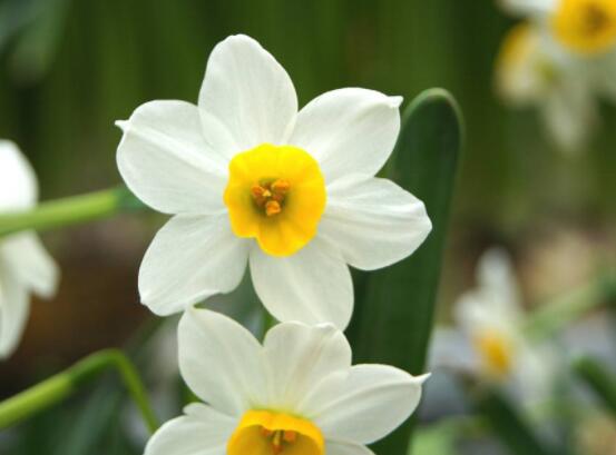 水仙花花語大全，代表著吉祥、祝福、堅(jiān)貞的愛情