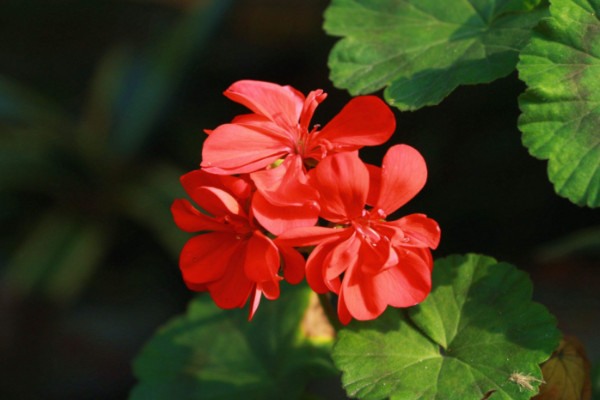 大花天竺葵怎么養(yǎng)，選用富含腐殖質(zhì)營(yíng)養(yǎng)的土壤栽培