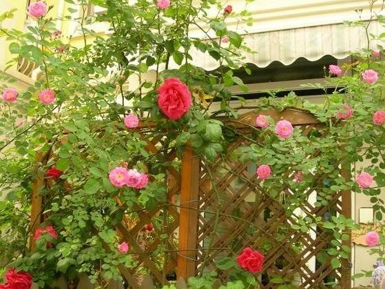 家庭種植薔薇花有什么好處，薔薇花是綠花遮陰的好幫手