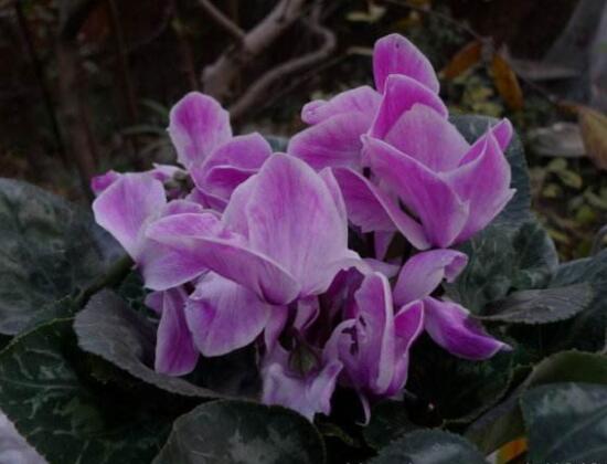 仙客來的球莖怎么保存，最重要就是注意溫度變化(降溫處理)