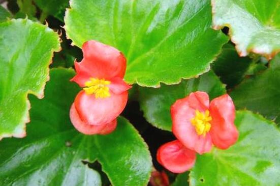 海棠花葉子焦邊的原因，教你最實(shí)用三種原因以及解決方法