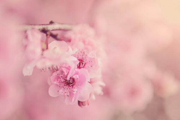 櫻花盆栽修剪方法，4步即可完成櫻花的修剪