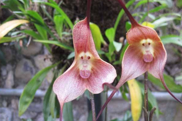 世界上最妖孽花的花語(yǔ)，嘴唇花寓意性感和勾引