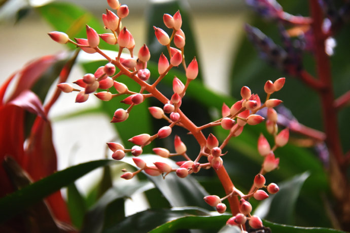 鴻運(yùn)當(dāng)頭種類有哪些，鴻運(yùn)當(dāng)頭常見品種介紹