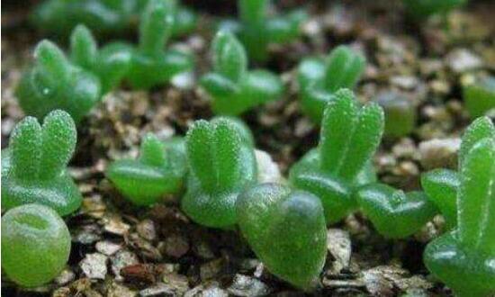 碧光環(huán)多肉怎么分栽，教你五個(gè)步驟盆盆爆滿